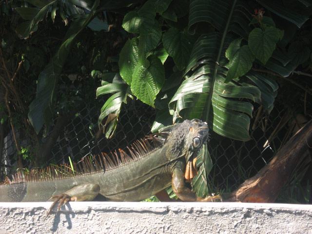 Iguane