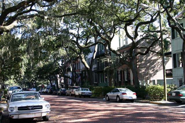 *** Savannah ***